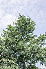 Fototapeta premium Tall tree canopy rising into a pale clouded sky. Fresh crown foliage reaching upward in daylight. Vertical woodland view with leafy branches aloft. 