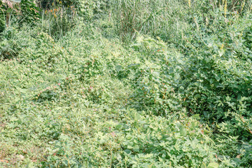 Fototapeta premium Ground cover texture formed by sprawling weeds and creeping herbs. Close vegetation carpet displaying mixed sprouts across moist soil. Low natural undergrowth packed with leafy spread and blades. 