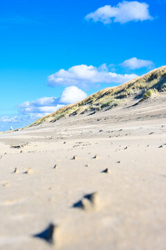 Low-Angle Vertical View of Sand Dunes and Beach Grass at Zandvoort - Scenic Coastal Landscape Under a Bright Blue Sky, North Holland, Netherlands