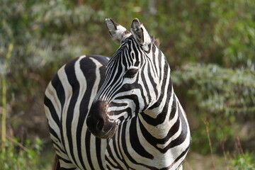 Fototapeta premium zèbre dans la savane africaine