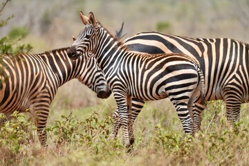 Fototapeta premium trois zèbres