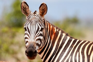 Fototapeta premium zèbre regard en face