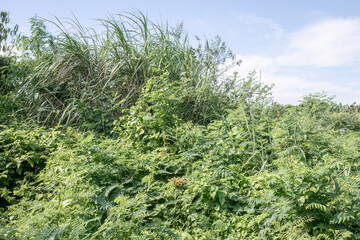 Fototapeta premium Dense hillside vegetation rising beneath a pale blue sky. Tall grass mass covering a bright tropical slope. Wild shrub growth spreading across elevated green land. 
