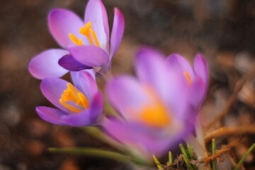 Obraz premium Flowering Purple Crocus (Crocus sativus) Plant / Purple Crocuses / Purple Croci / Spring / Purple Petals / Bloom