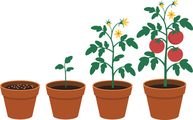 Obraz premium Minimalist tomato plant growth stages illustration in terracotta pots.