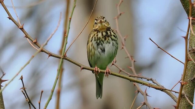 Tree Pipit Perched on Thorny Branch Wagging Tail in Woodland