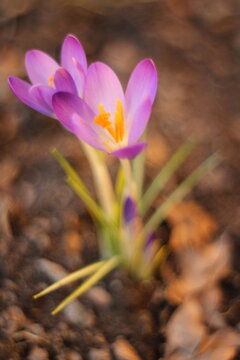 Flowering Purple Crocus (Crocus sativus) Plant / Purple Crocuses / Purple Croci / Spring / Purple Petals / Bloom