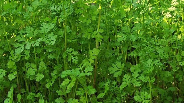 coriander in garden