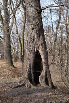 Close-up of a large hollow in an ancient mossy tree trunk
