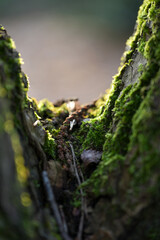 Obraz premium Detailed Macro of Vibrant Green Moss and Lichen in a Tree Trunk V-Shape - Abstract Forest Texture with Soft Sunlight and Bokeh Background, Netherlands Nature