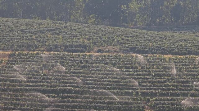sprinkler while spraying water in tea plantation field. 
