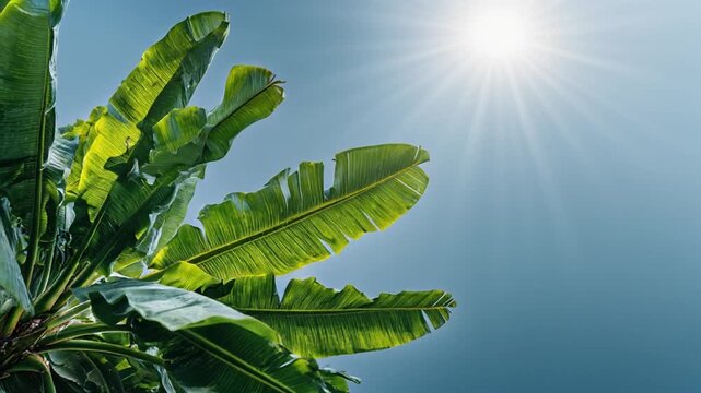 Green banana leaves against a bright sun and clear blue sky background