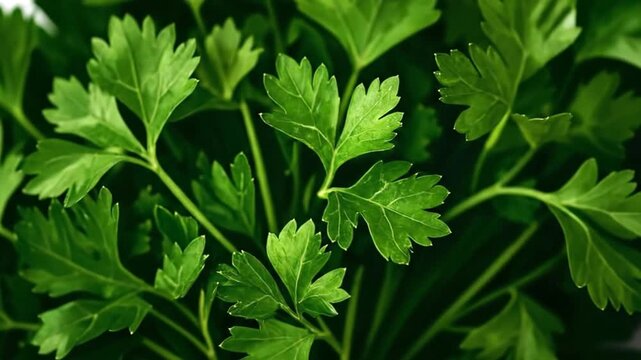 Fresh green parsley herb, a vibrant and healthy culinary ingredient, isolated on white background.