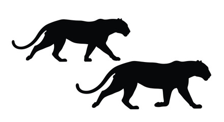 Two panthers in a stalking pose presented as a striking silhouette © RKGolam