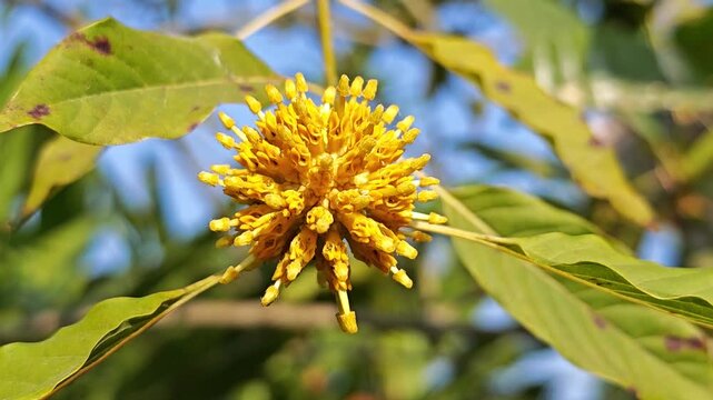 Kratom or Mitragyna speciosa Korth flower