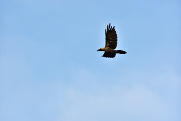 Fototapeta premium Flock of House Crows Flying in Open Blue Sky