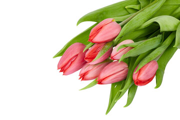 Naklejka premium top corner of red tulips with stem and leaves as bouquet isolated on white or transparent png