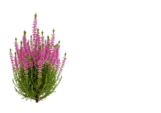 Pristine calluna vulgaris heather plant with vibrant pink blossoms and green foliage, captured in a minimalist studio still life against stark white background, ample copy space. Concept for