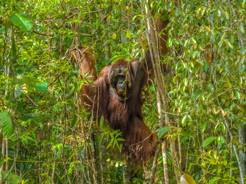 Orang