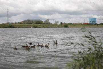 Wild ducks on the Yesil River, Astana