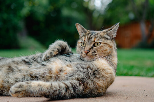 A tabby cat lounging in a sunlit garden