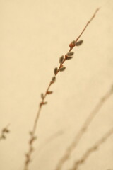 willow branches close-up © R