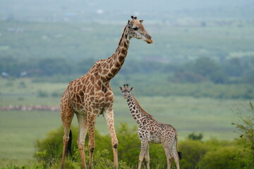 Fototapeta premium girafe et son girafon