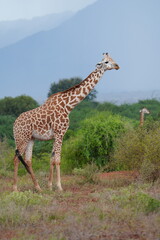 Obraz premium girafe (vertical)