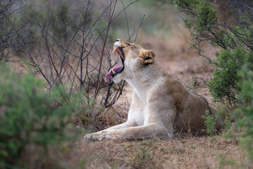 Lioness resting and yawning © Graham