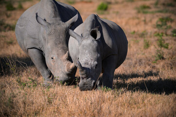A rhino and her calf © Graham