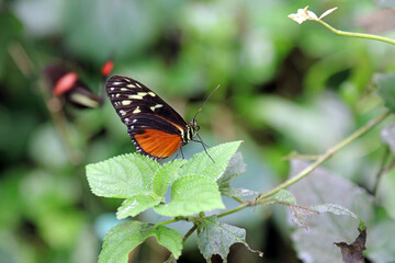 Obraz premium Closeup of a Tiger Longwing Butterfly, England 