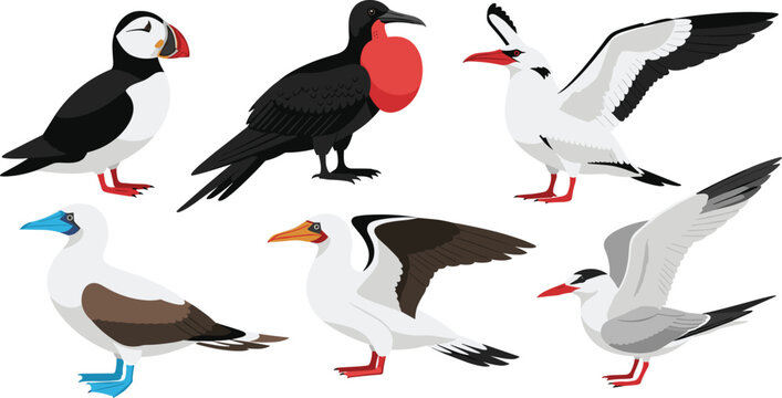 Sea bird vector collection featuring puffin, frigatebird, blue-footed booby, and tern, isolated on white background, coastal wildlife illustration for nature design