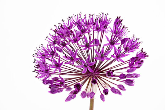 Kugelk&ouml;pfiger Lauch (Allium sphaerocephalon) mit Heuschreckensandwespe (Sphex funerarius), Deutschland   