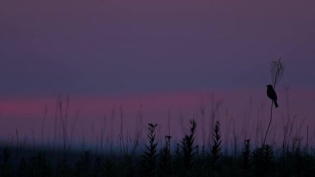 Silhouette of a lone bird perched on a thin stalk against a twilight sky