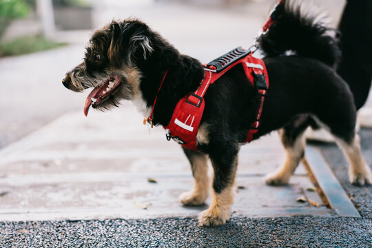Small black and tan dog wearing red harness walking on sidewalk in urban city