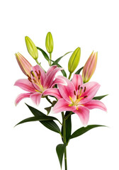Obraz premium two exquisitely detailed pink lily flowers and green buds with slender leaves, isolated against a transparent studio background with ample copy space. concept of commercial botanical purity