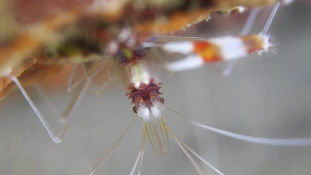 Macro shot of a tiny banded shrimp with delicate antennae in clear water