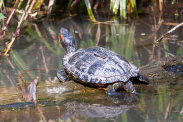 ​A red-eared slider turtle basks on a wet log in a pond, its distinctive red head stripes visible against its dark, patterned shell.

