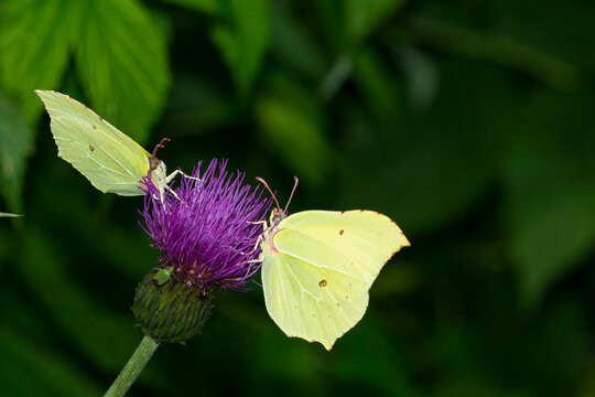 Zitronenfalter (Gonepteryx rhamni) an einer Distel	