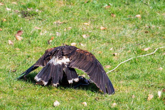 ​A bird of prey spreads its dark wings wide over a lure on the green grass to protect its catch.
