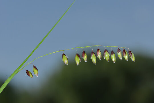 Nickende  Perlgras, Melica nutans
