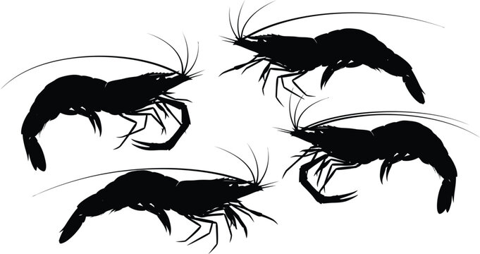 Four black crayfish arranged in a circular pattern