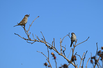 Mazurki, wróble polne, siedzące na gałęzi drzewa, zimą © Joanna