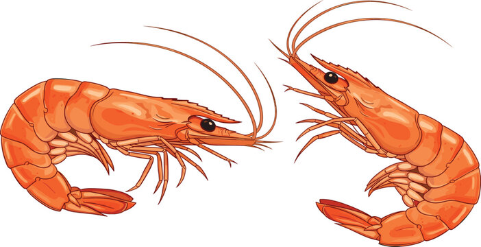 Two fresh orange shrimp prawns vector illustration isolated on white background for seafood restaurant menu design and Mediterranean cuisine market