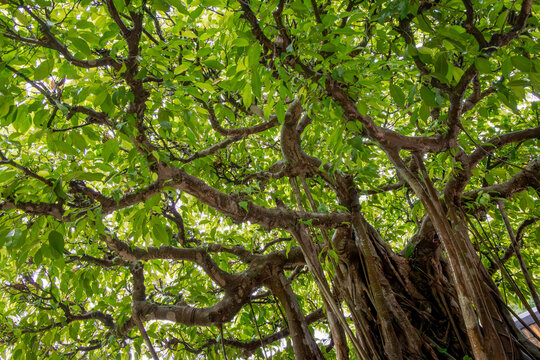 Ancient Banyan Tree Canopy with Twisting Aerial Roots at Tu Duc Mausoleum, Hue, Vietnam
