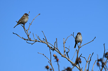 Mazurki, wróble polne, siedzące na gałęzi drzewa, zimą © Joanna
