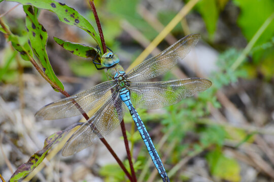 Libelle, Gro&szlig;e K&ouml;nigslibelle, Anax imperator