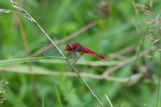 Feuerlibelle, Crocothemis erythraea, M&auml;nnchen