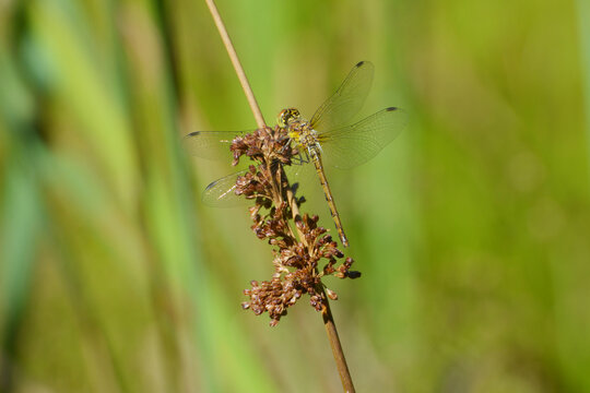 Blutrote Heidelibelle, Sympetrum sanguineum, Weibchen