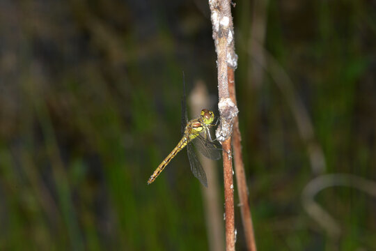 Blutrote Heidelibelle, Sympetrum sanguineum, Weibchen